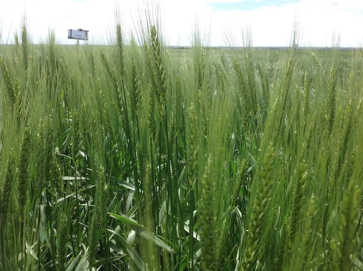 wheat heading out