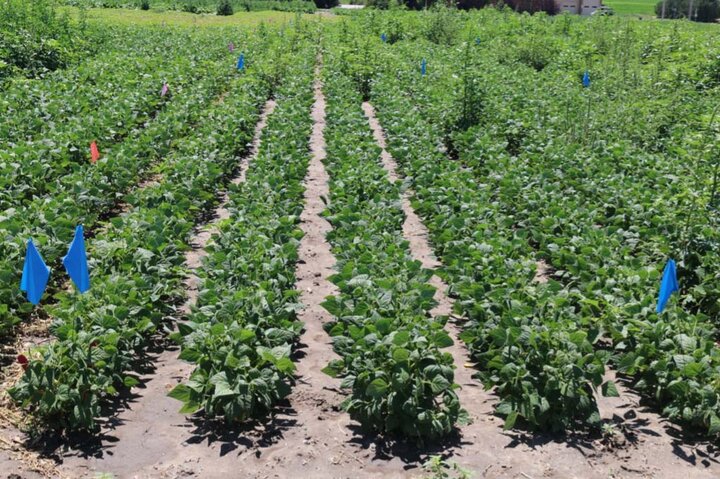 Pinto bean field weed free