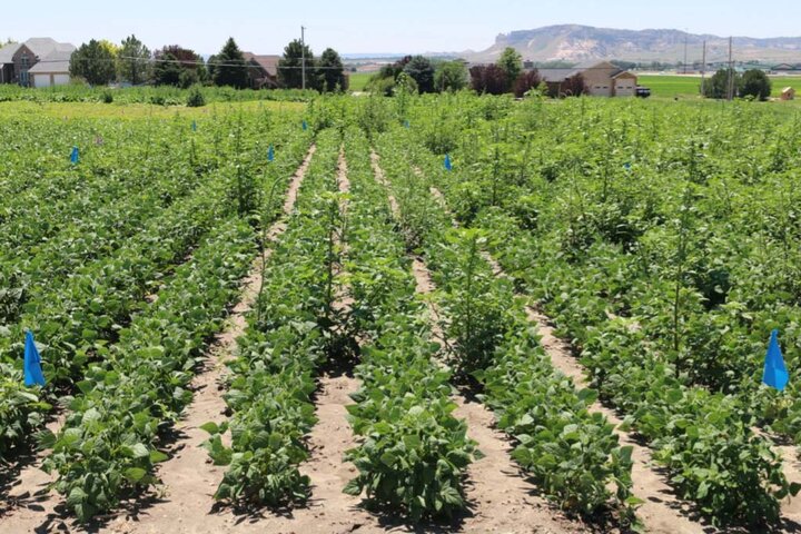 Pinto bean field 0.2 weeds per yard