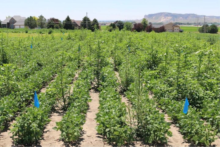 Pinto bean field 0.3 weeds per yard