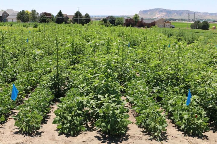 Pinto bean field 0.5 weeds per yard