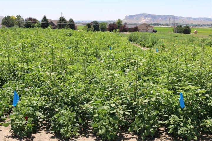 Pinto bean field one weed per yard