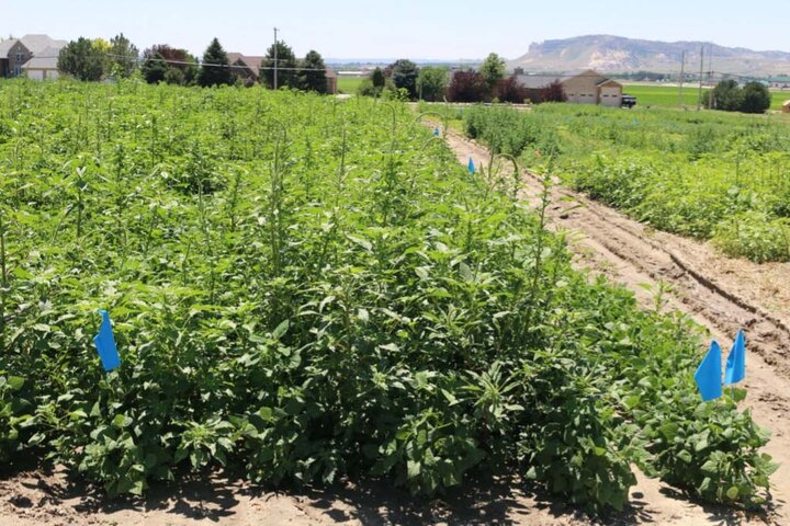 Pinto bean field two weeds per yard