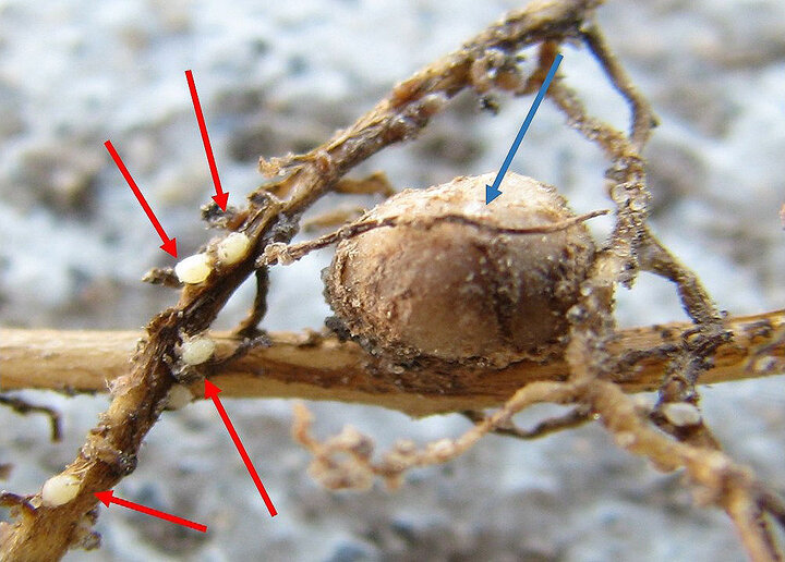 SCN on soybean roots