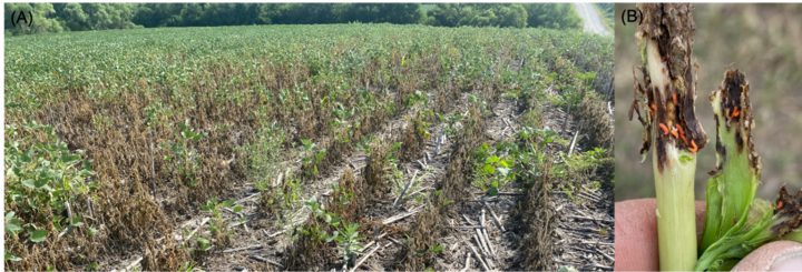 Soybean gall midge-injured field