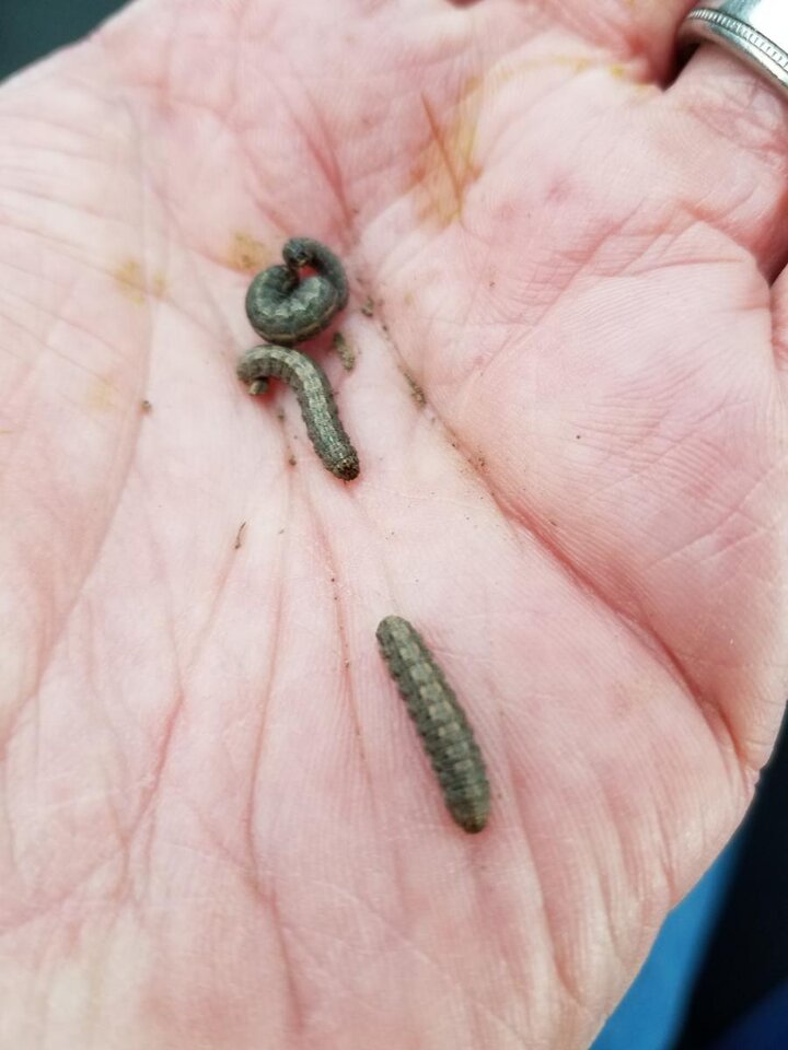 Army cutworm larvae