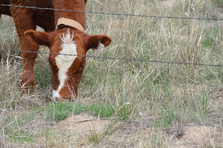 Cattle grazing weeds
