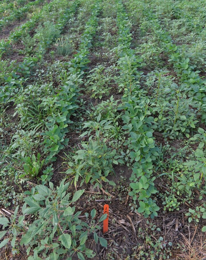 Herbicide-resistant Palmer amaranth