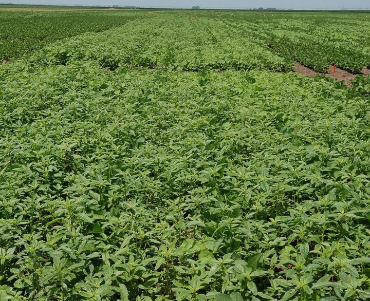 Herbicide-resistant waterhemp