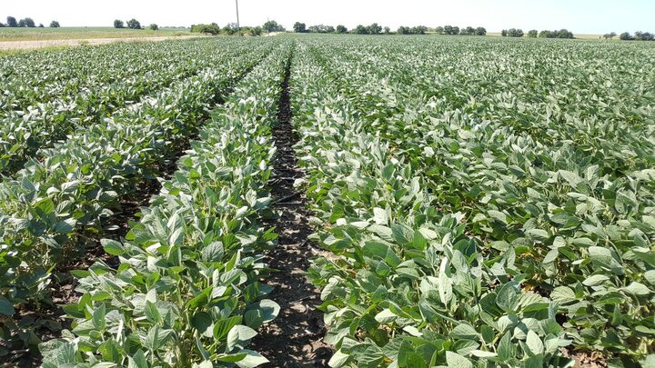 XtendiMax weed-controlled soybeans