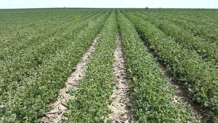 Dicamba injury in soybeans