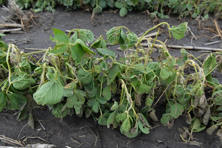 Soybeans with dicamba damage