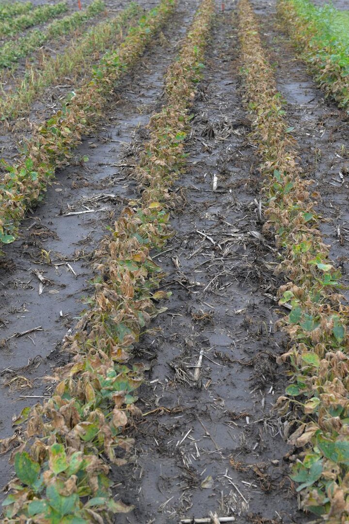 Soybeans with dicamba damage