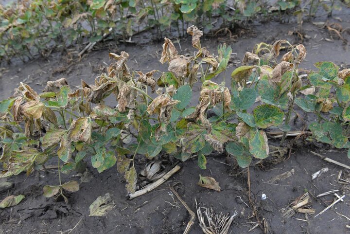 Soybeans with dicamba damage