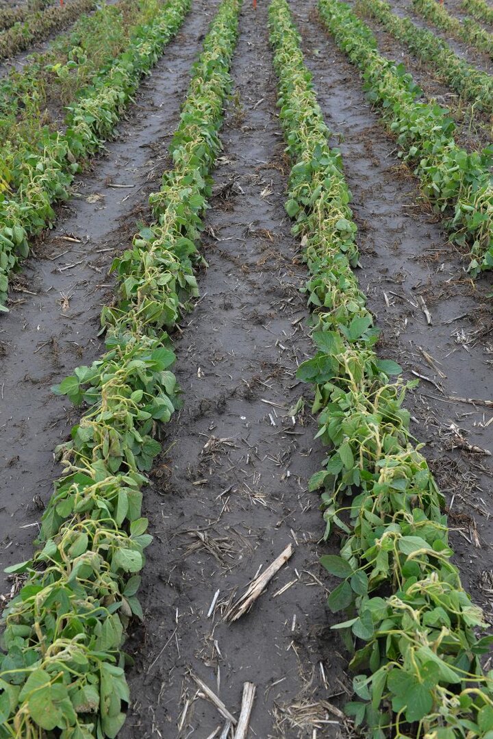 Soybeans with dicamba damage