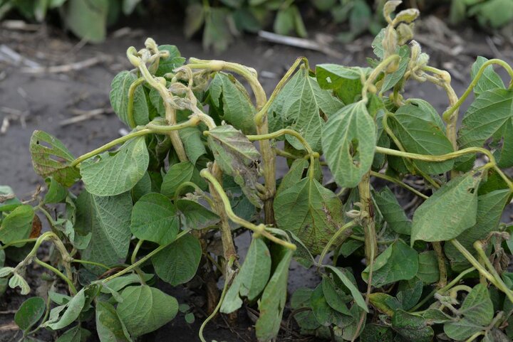 Soybeans with dicamba damage