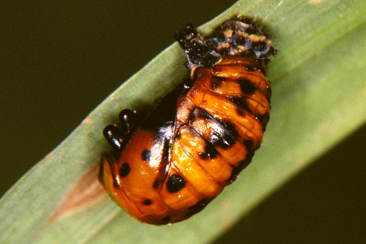 Lady beetle pupa