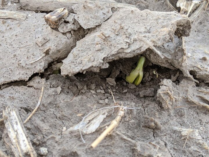 Soybean plant emerging