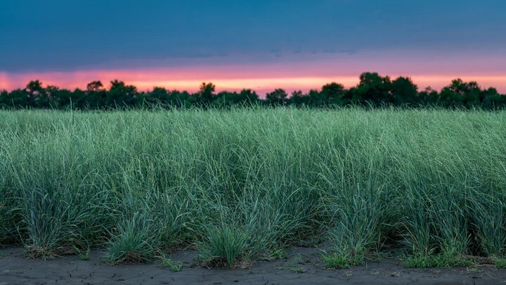 Kernza variety trials