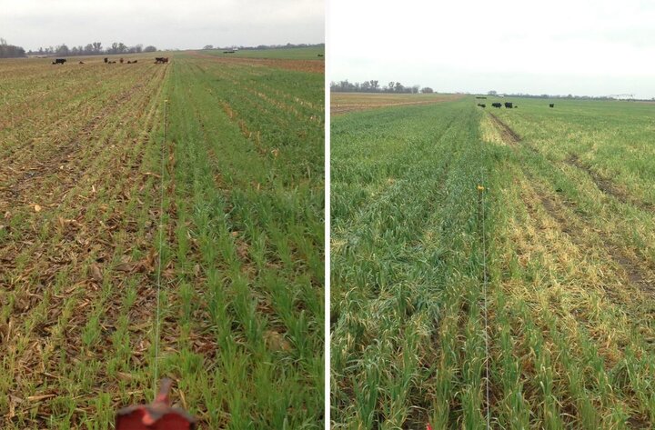 Cover crop in field comparison