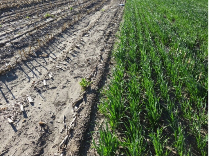 Corn silage cover crop comparison