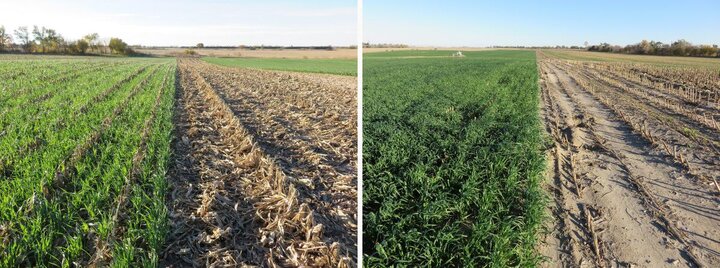 Cover crop in field comparison