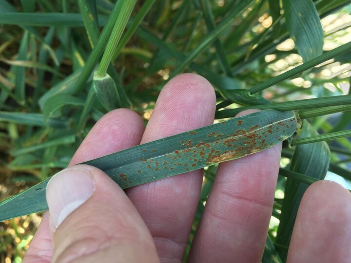 Leaf rust