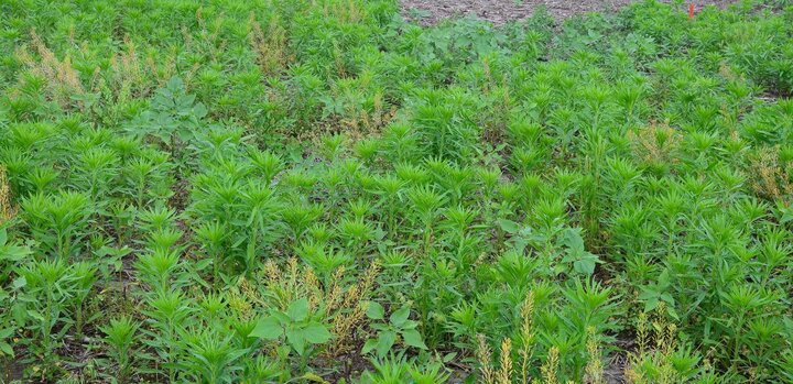 Winter annual weeds in field