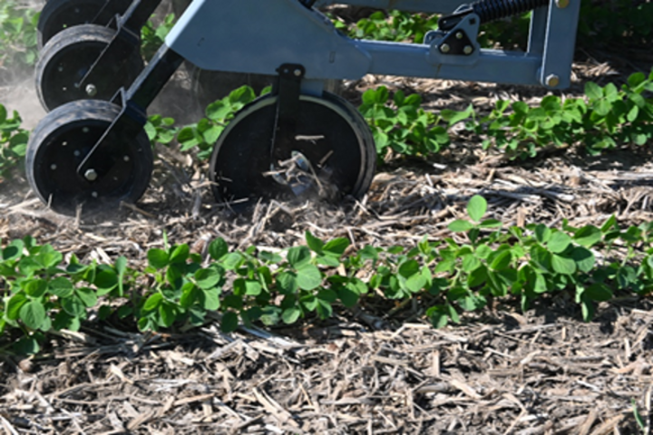 Interseeding soybeans