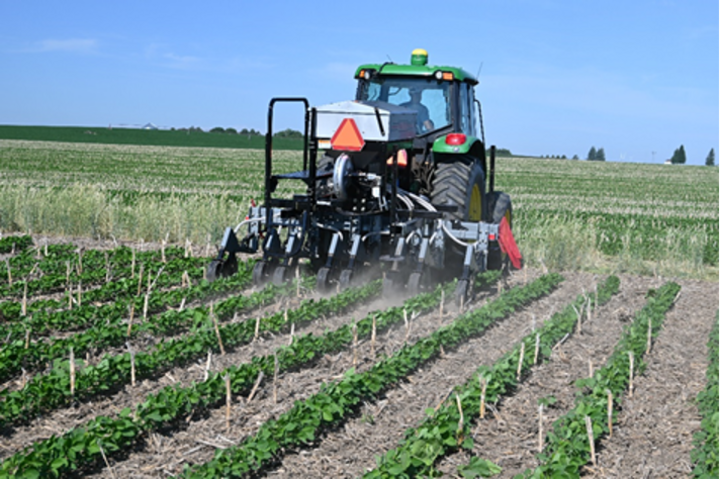 Interseeding soybeans