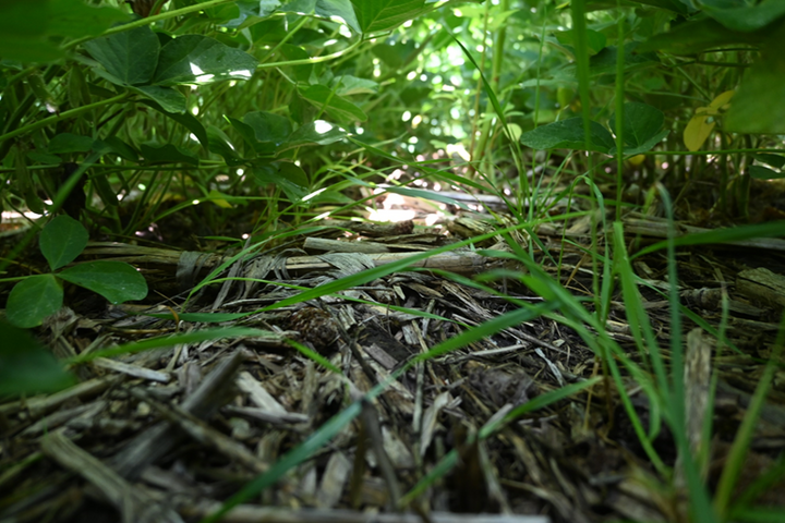 Interseeded cover crop under canopy