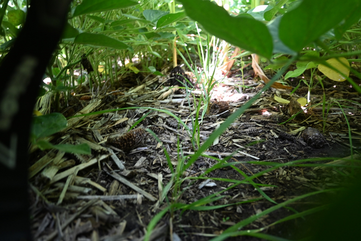 Interseeded cover crop under canopy