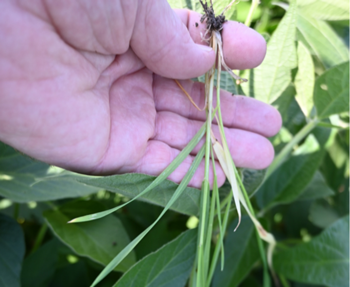 Interseeded cover crop under canopy