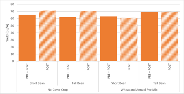 Interseeded cover crop under canopy