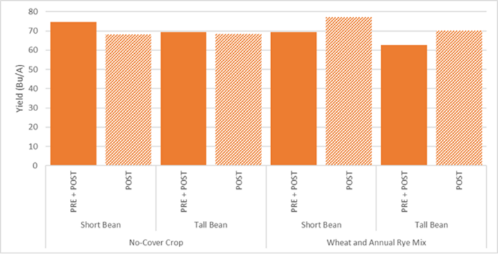 Interseeded cover crop under canopy