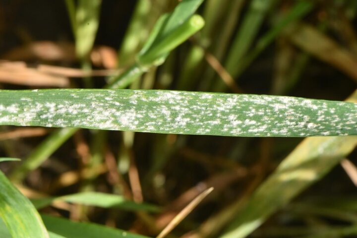 Powdery mildew