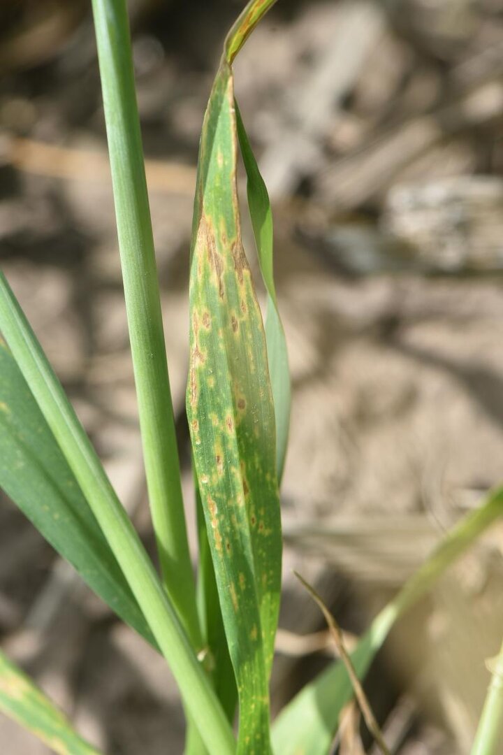 Fungal leaf spot disease