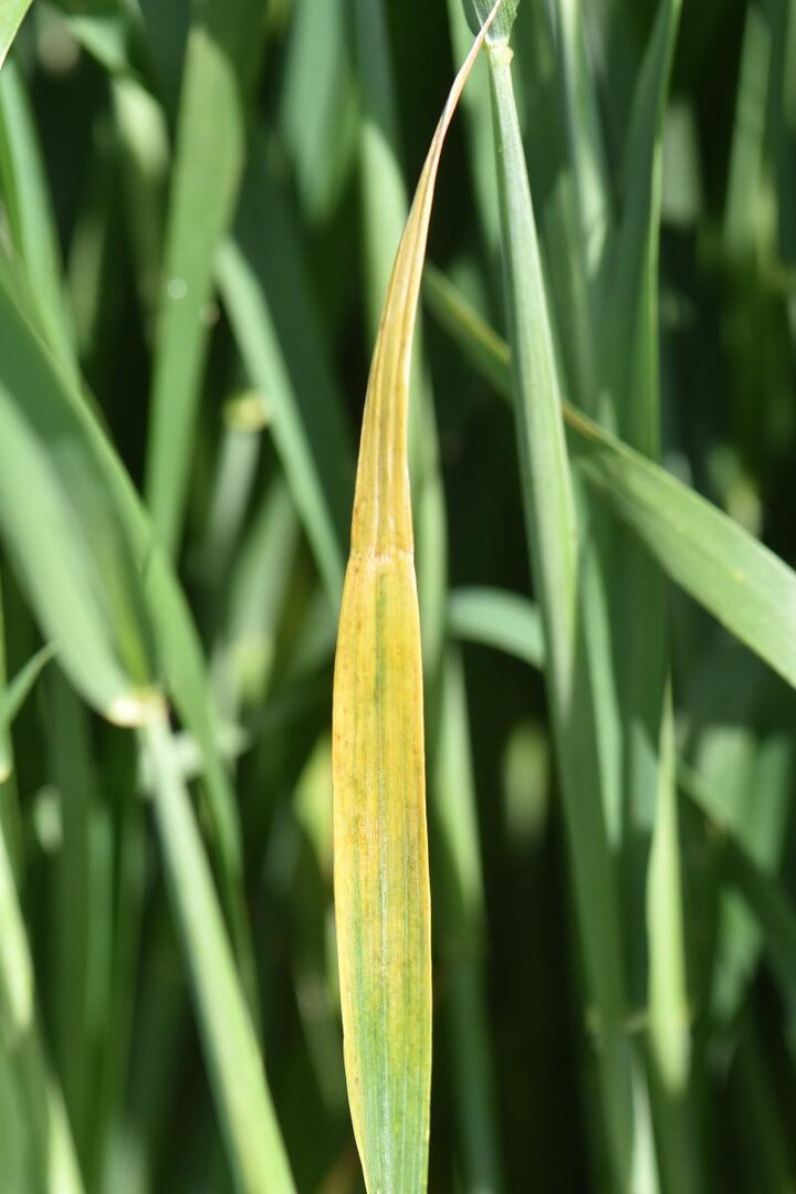 Barley yellow dwarf