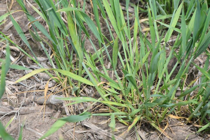 Wheat streak mosaic