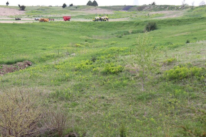 Leafy spurge in pasture