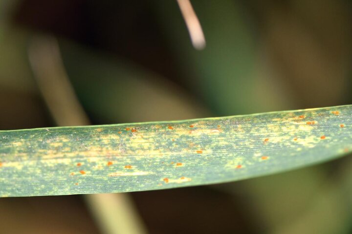 Leaf rust in wheat plots