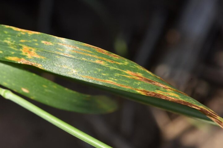 Bacterial streak in wheat plots