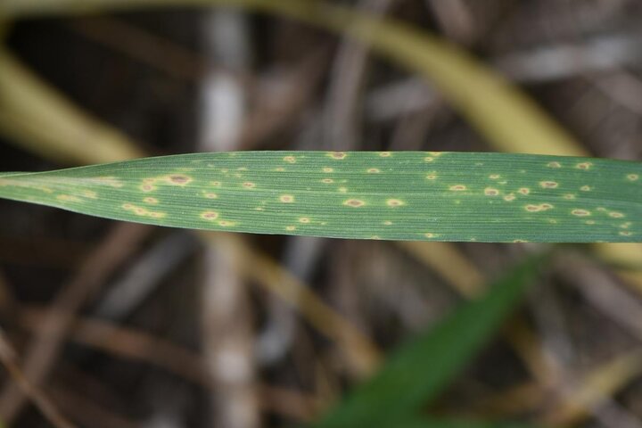 Fungal leaf spot on wheat