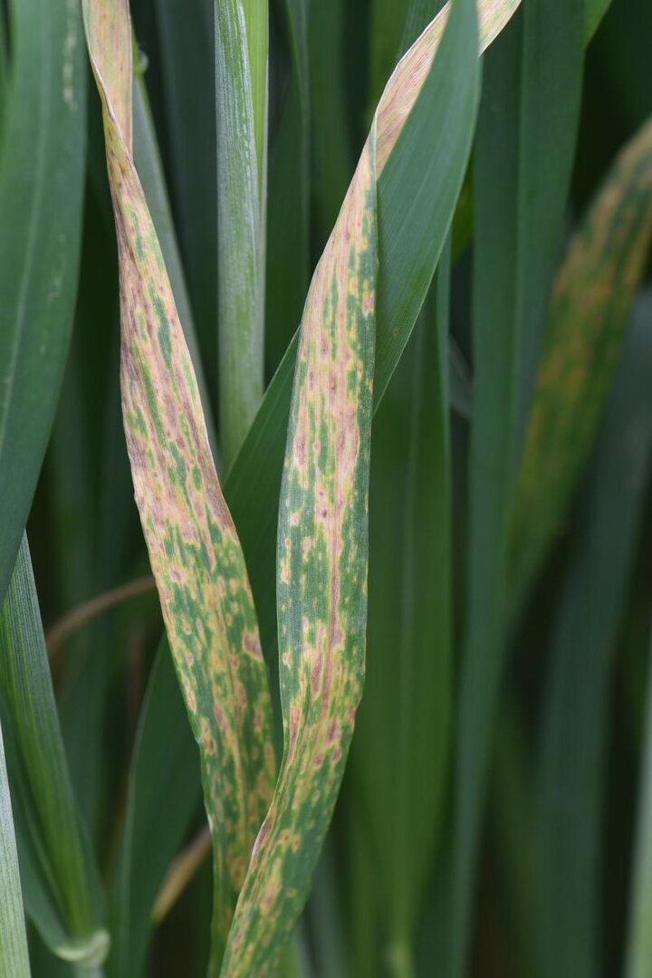 Fungal leaf spot on wheat