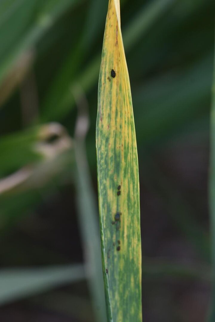 Barley yellow dwarf on wheat