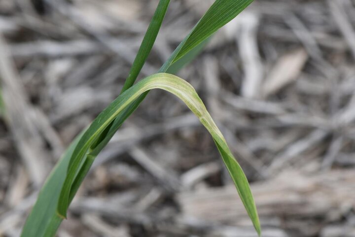 Diseased wheat leaf