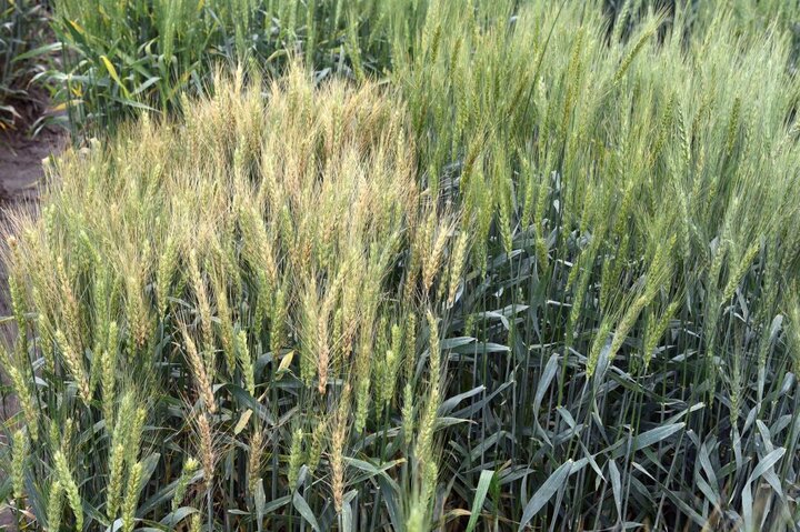 Fusarium head blight