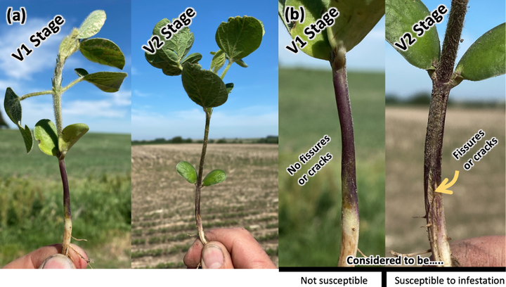 Soybean gall midge infested plants
