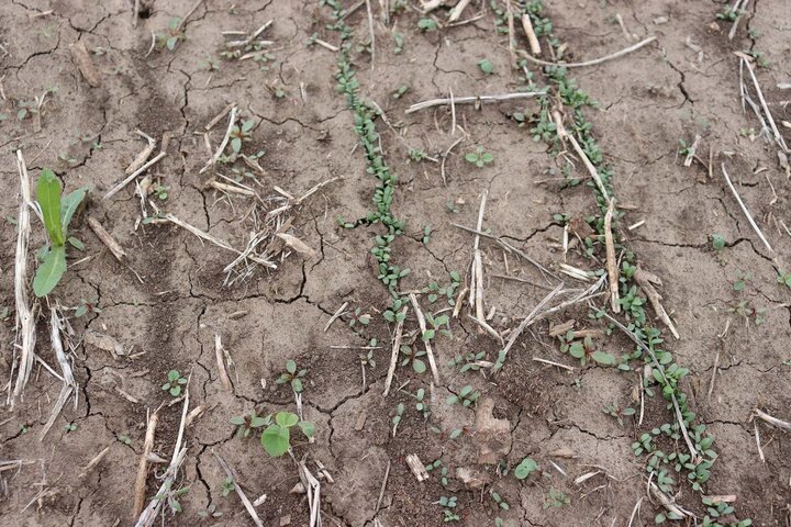 New seeded alfalfa