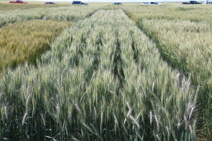 Fusarium head blight